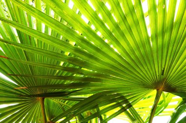 Güzel egzotik bir arkaplan olarak palmiye yaprağı dokusu