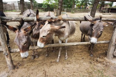 Eski Lirası hayvanlarda güzel eşek