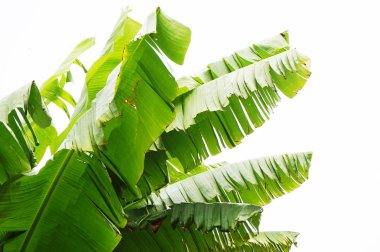 Muz bitki yaprak doku çok güzel doğal arka plan olarak