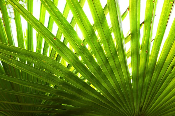Palmový List Textura Jako Pěkné Exotické Pozadí — Stock fotografie