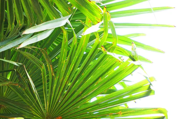 Palm Tree Leaf Texture Nice Exotic Background — Stock Photo, Image