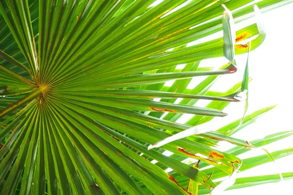 Palm Tree Leaf Texture Nice Exotic Background — Stock Photo, Image