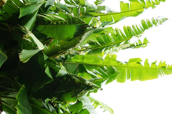 Banana Planta Folha Textura Como Fundo Natural Muito Agradável — Fotografia de Stock