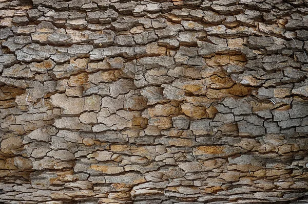Textura Corteza Árbol Exótico Como Fondo Natural Muy Agradable — Foto de Stock