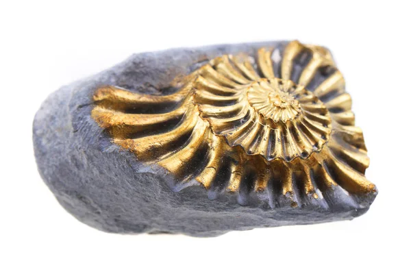 Fossile Ammonite Dorata Isolato Sullo Sfondo Bianco — Foto Stock