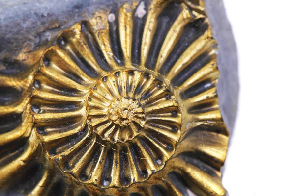 Golden Ammonite Fossil Isolated White Background — Stock Photo, Image