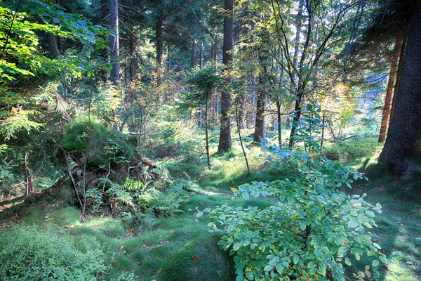 Bosque Temprano Mañana República Checa — Foto de Stock