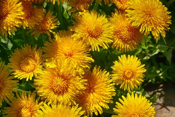 Textura Diente León Amarillo Como Fondo Flor Muy Agradable — Foto de Stock