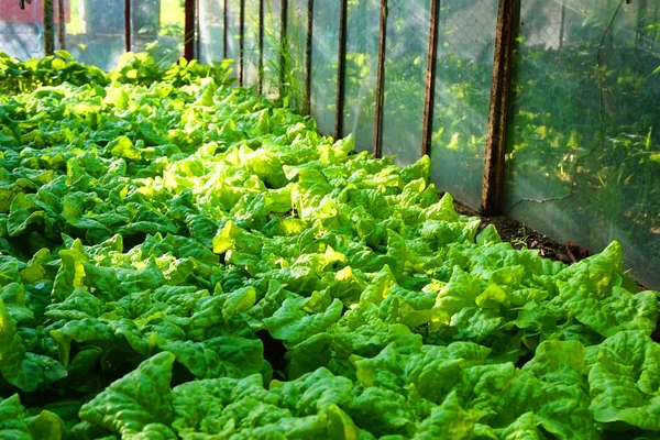 Lettuce Plants Small Home Farm Very Nice Background — Stock Photo, Image