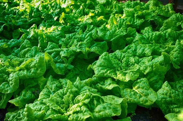 Salatpflanzen Vom Kleinen Heimischen Bauernhof Als Sehr Schöner Hintergrund — Stockfoto