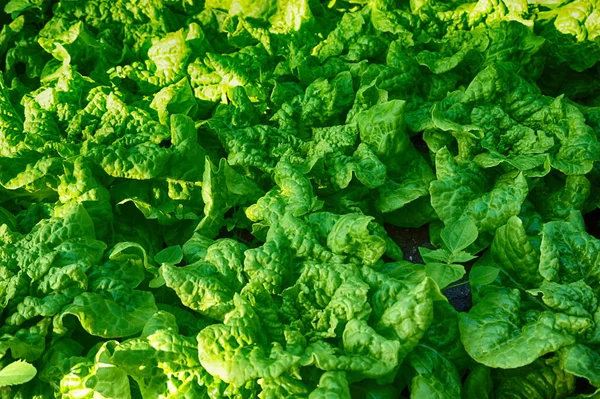 Lettuce Plants Small Home Farm Very Nice Background — Stock Photo, Image