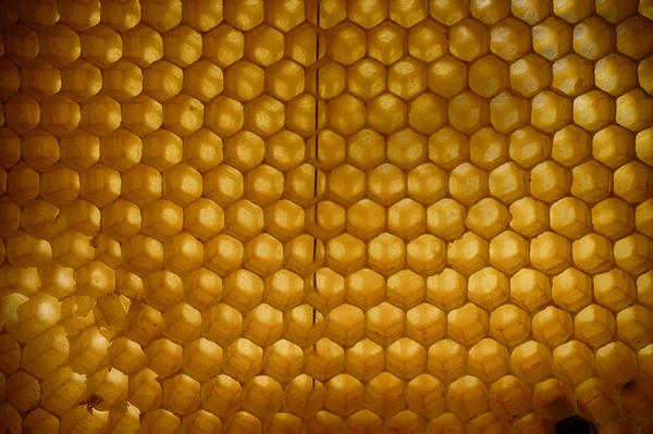 Textura Cera Abeja Como Fondo Natural Muy Agradable —  Fotos de Stock