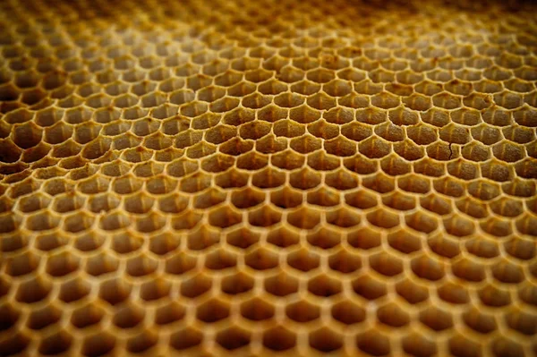 Bee Vax Textur Som Mycket Fin Naturlig Bakgrund — Stockfoto