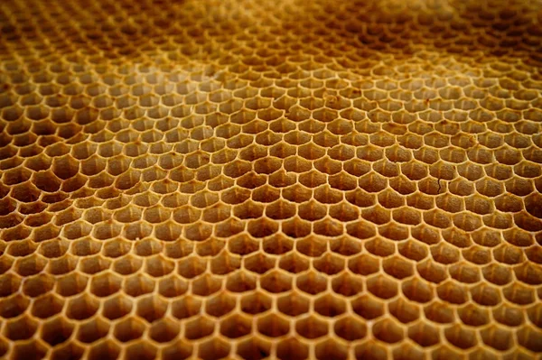 蜜蜂蜡纹理作为很好的自然背景 — 图库照片