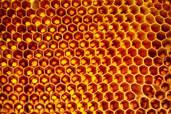 Υφή Κερί Μέλισσας Πολύ Ωραίο Φυσικό Υπόβαθρο — Φωτογραφία Αρχείου