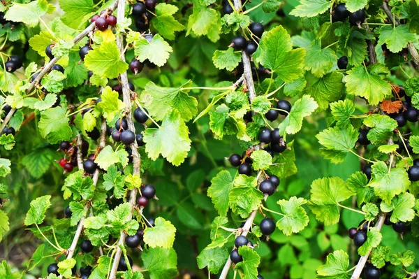 Planta Jostaberry Con Frutas Negras Como Fondo Natural Muy Agradable — Foto de Stock