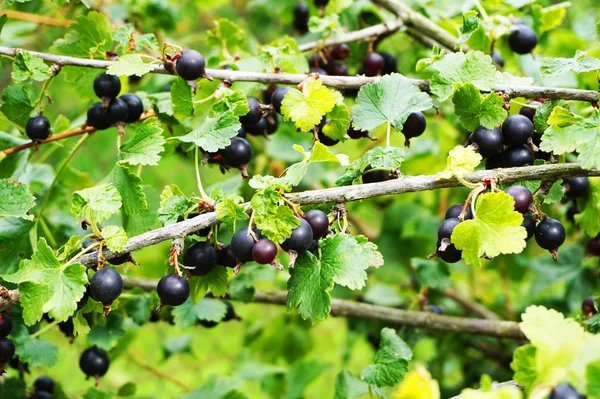 Jostaberry Växt Med Svarta Frukter Som Mycket Fin Naturlig Bakgrund — Stockfoto