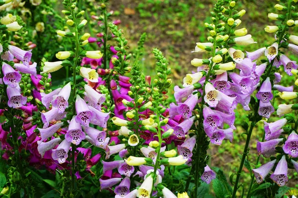 Planta Digitalis Violeta Como Fondo Natural Muy Agradable — Foto de Stock
