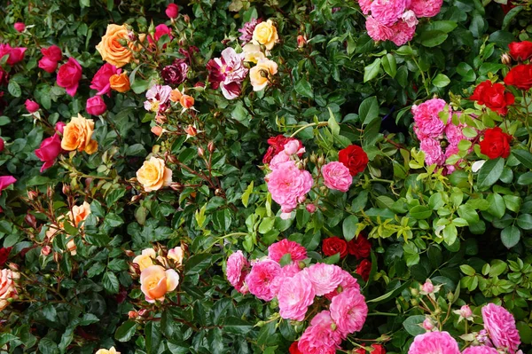 Cor Rosas Textura Como Fundo Natural Muito Agradável — Fotografia de Stock