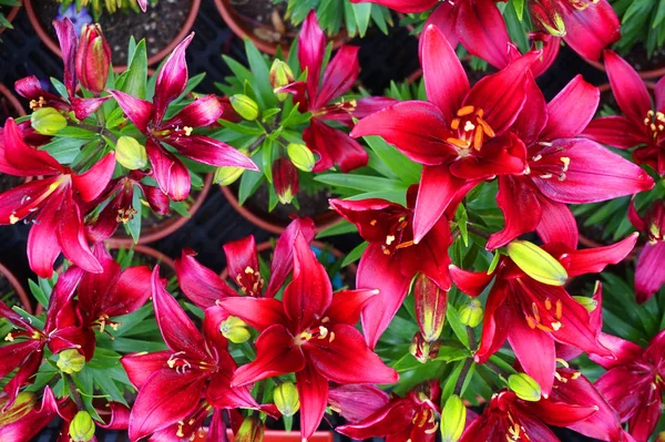 Červená Lilly Květiny Textury Jako Velmi Pěkné Přírodní Pozadí — Stock fotografie