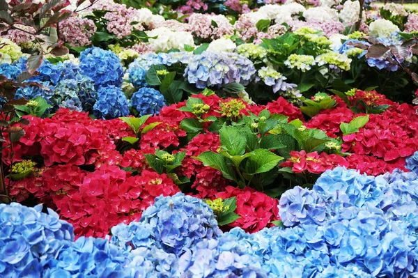 Hortensia Texture Fiore Come Sfondo Colore Molto Bello — Foto Stock