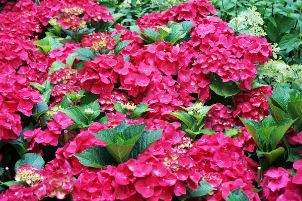 Hortensia Blume Textur Als Sehr Schöne Farbe Hintergrund — Stockfoto