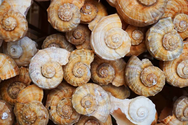 Colección Conchas Mar Bulgaras Como Fondo Agradable —  Fotos de Stock