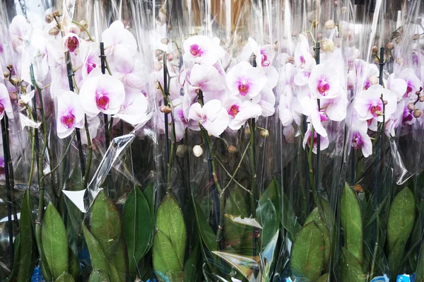 Bílá Přírodní Orchidejí Textury Jako Pěkné Pozadí — Stock fotografie