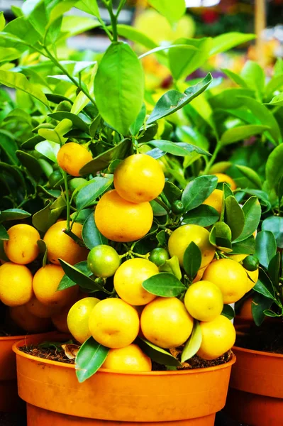 Kleine Mandarine Orange Pflanze Als Sehr Schöner Hintergrund — Stockfoto