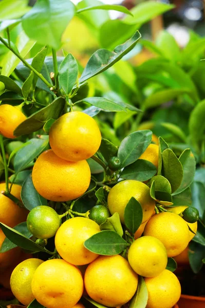 Kleine Mandarine Orange Pflanze Als Sehr Schöner Hintergrund — Stockfoto