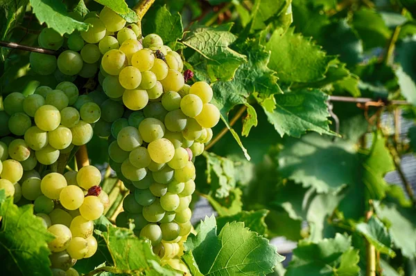 Czech Vineyards Moravia Very Nice Background — Stock Photo, Image