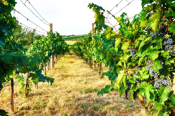 Viñedos Checos Moravia Como Fondo Muy Agradable — Foto de Stock