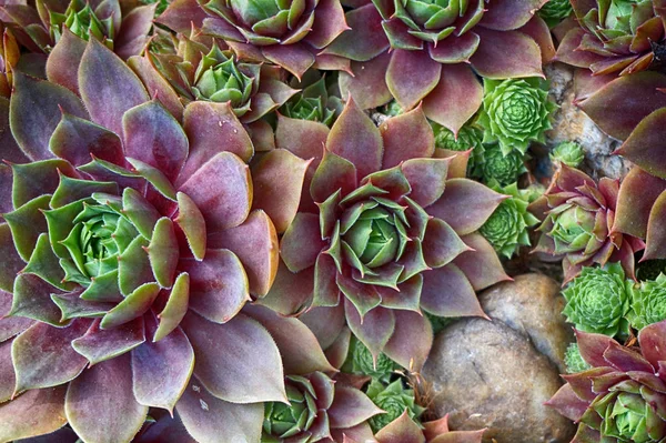 Rode Sempervivum Plant Als Zeer Mooie Natuurlijke Achtergrond — Stockfoto