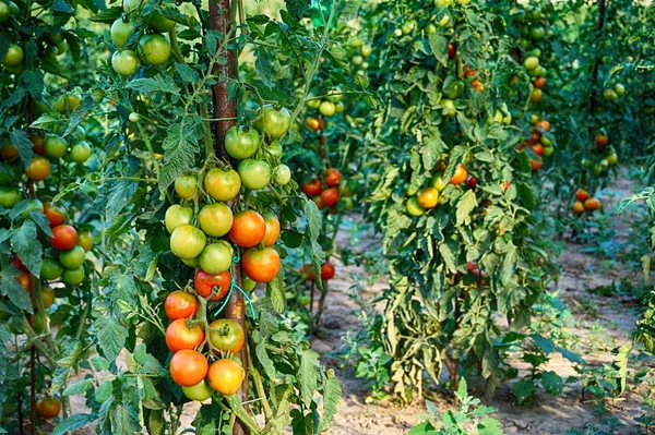 捷克番茄农场作为良好的天然食物背景 — 图库照片