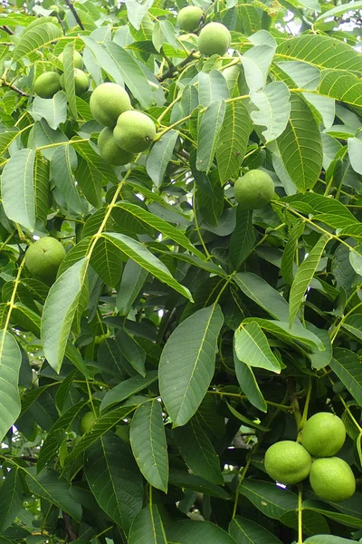 Albero Noce Con Noci Come Sfondo Bello — Foto Stock