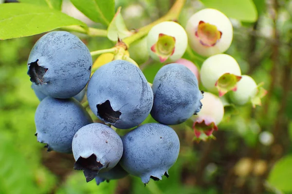 蓝莓植物与水果作为良好的自然背景 — 图库照片