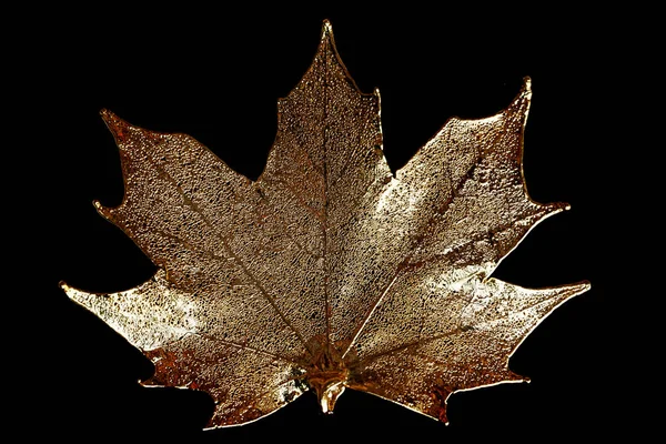 golden maple leaf isolated on the black background