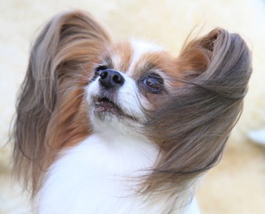 tatlı papilon köpek çok akıllı köpek