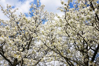 beyaz elma çiçek doku güzel doğal arka plan olarak
