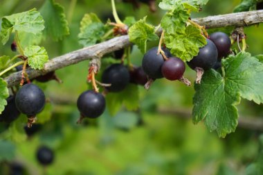 taze jostaberry meyve çok güzel yiyecek arka plan olarak