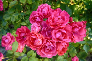 pembe gül çiçek güzel doğal arka plan olarak