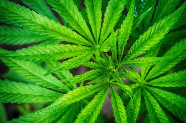 yeşil marijuana bitkisi çok güzel doğal arka plan olarak