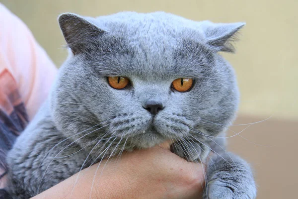 Grande Britânico Tomcat Como Muito Bom Animal Retrato — Fotografia de Stock
