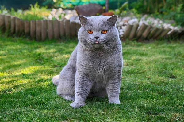 Grand Tomcat Britannique Comme Très Beau Portrait Animal — Photo
