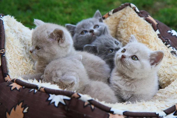 Küçük Ngiliz Yavru Kedi Çok Güzel Hayvan Arka Plan Olarak — Stok fotoğraf