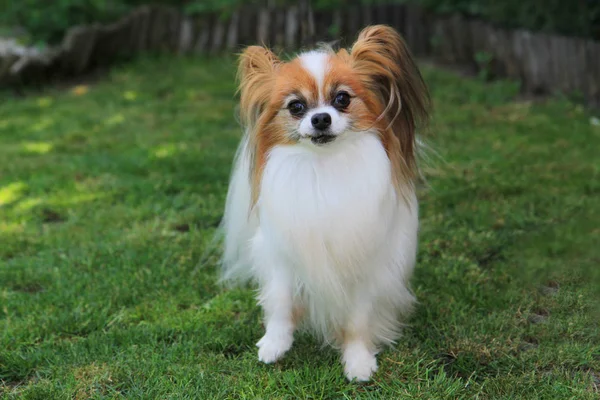 Perro Papilón Dulce Como Perro Muy Inteligente — Foto de Stock