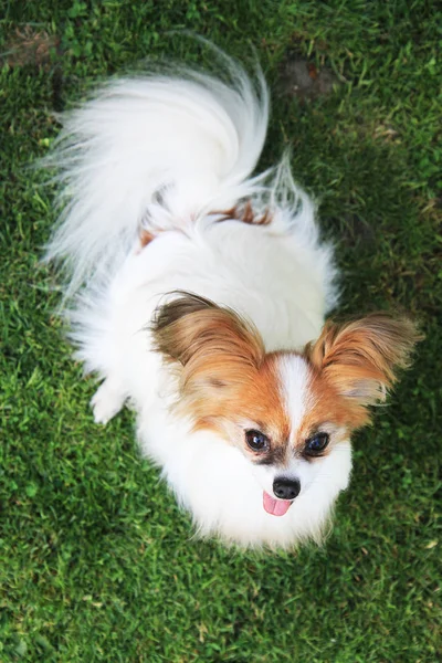 Cão Papilon Doce Como Cão Muito Inteligente — Fotografia de Stock