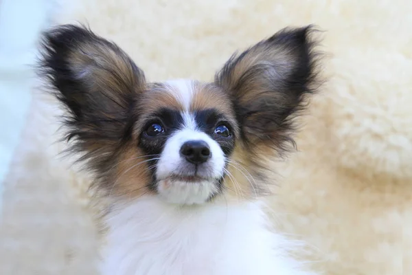 Cão Papilon Doce Como Cão Muito Inteligente — Fotografia de Stock