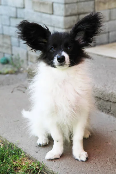 Cão Papilon Doce Como Cão Muito Inteligente — Fotografia de Stock