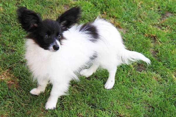 Perro Papilón Dulce Como Perro Muy Inteligente —  Fotos de Stock